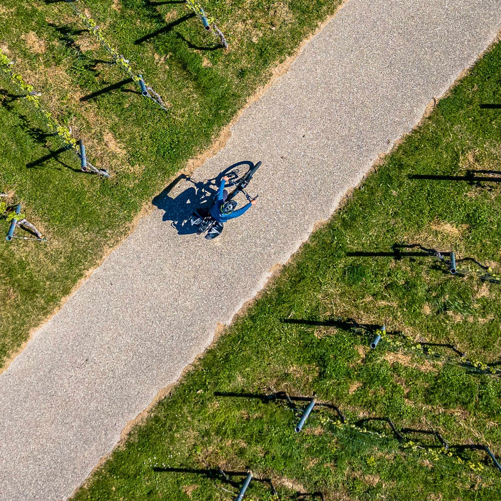 Ein Radfahrer auf einem Weg durch Weinreben.