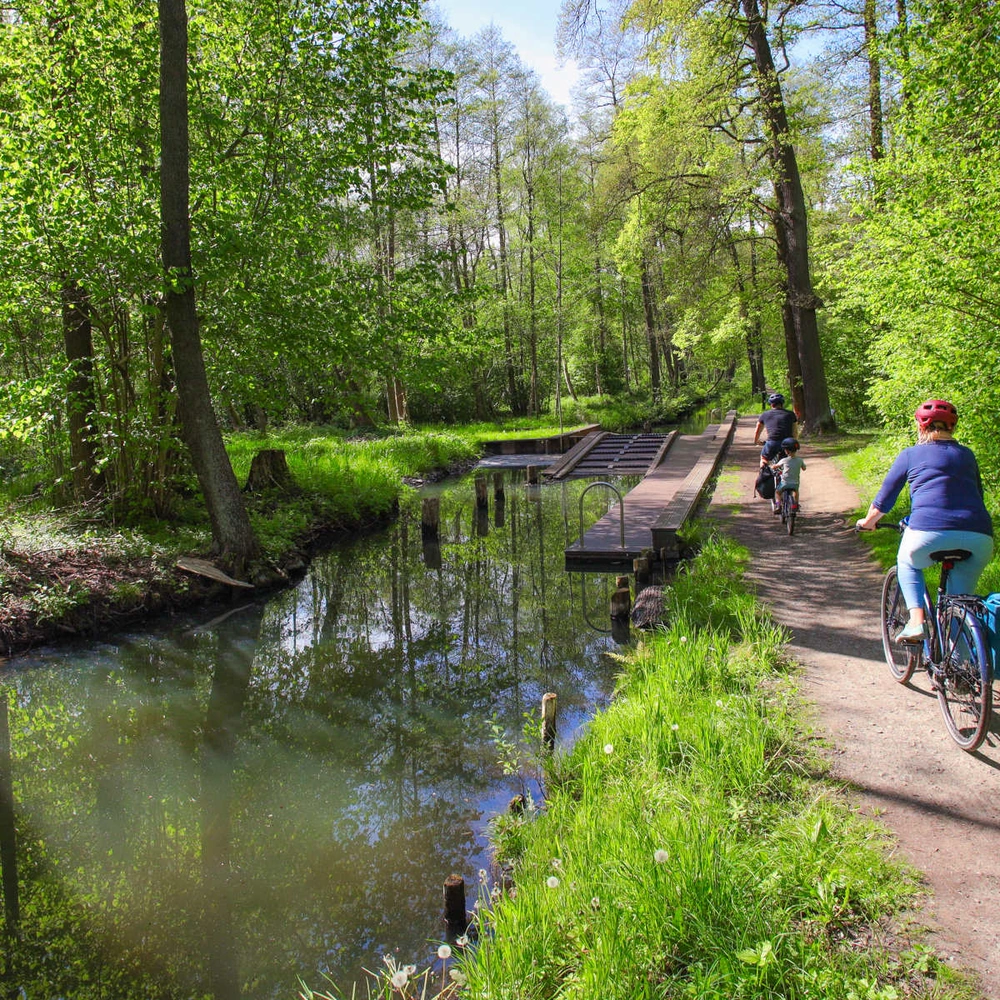 Radelnde fahren auf einem Radweg durch den Spreewald in Brandenburg