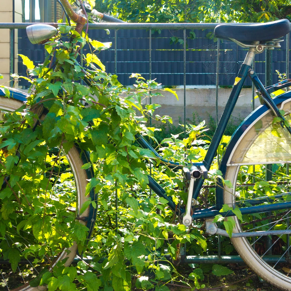 Ein Fahrrad, teilweise mit grünen Pflanzen überwuchert, vor einem Zaun.
