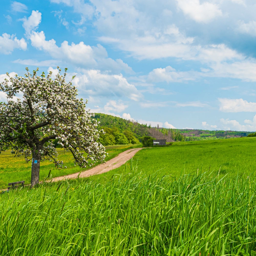 Sommer im Taunus mit Wiese, Obstbaum und Wanderweg 