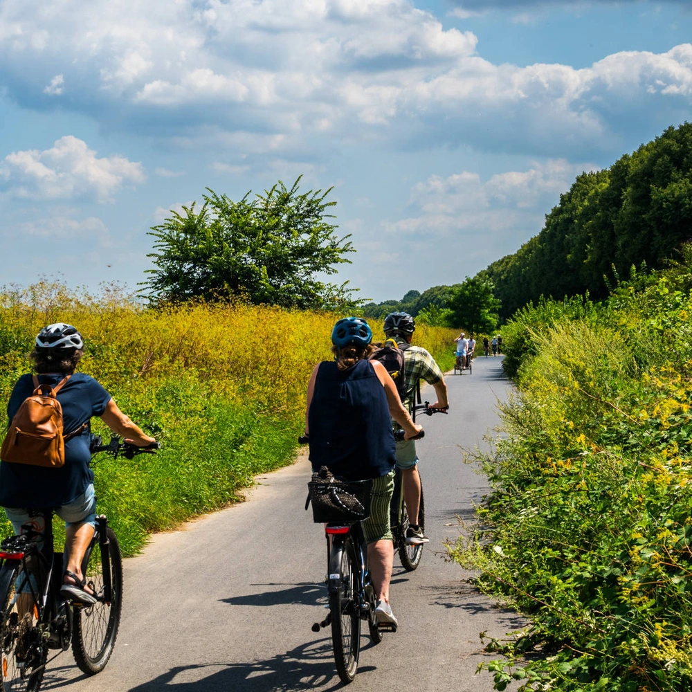 Fahrradfahrer auf einem sonnigen Weg, umgeben von bunten Blumen und grünem Gras.