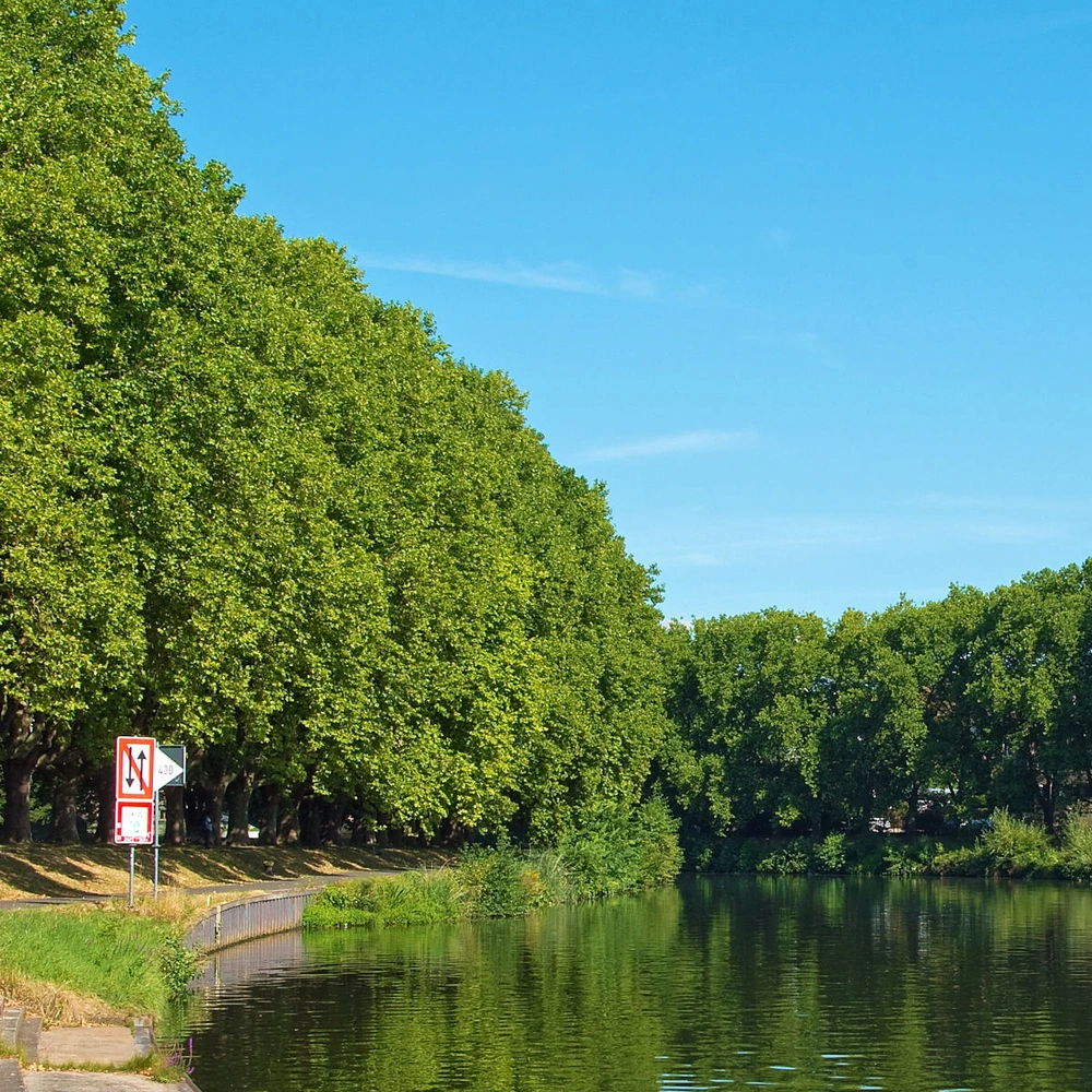 Ein sonniger Tag am Fluss, umgeben von grünen Bäumen und Radfahrern am Ufer.