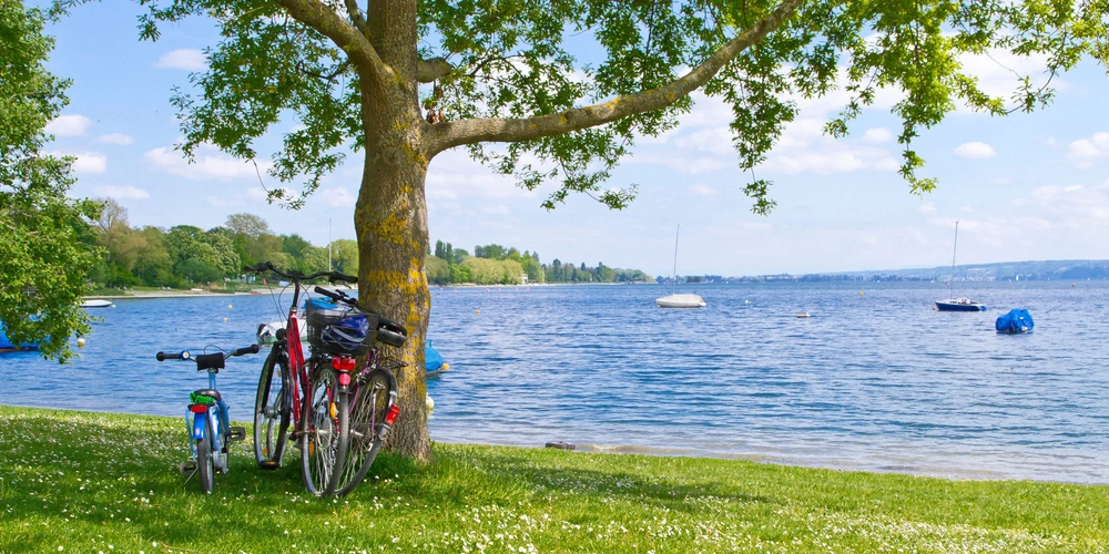 Zwei Fahrräder stehen unter einem Baum am Ufer des Bodensees