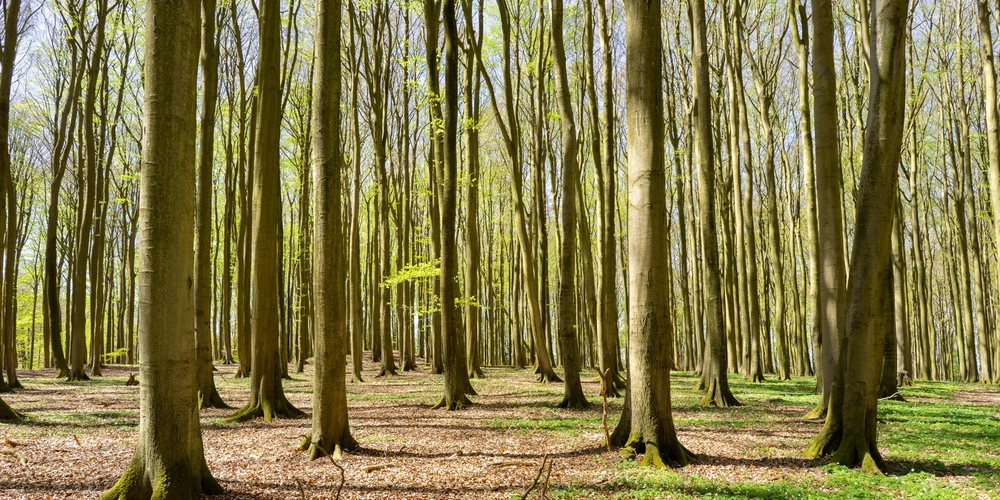 Heller, sonnendurchfluteter Buchenwald mit hohen, grünen Bäumen und frischem Laub
