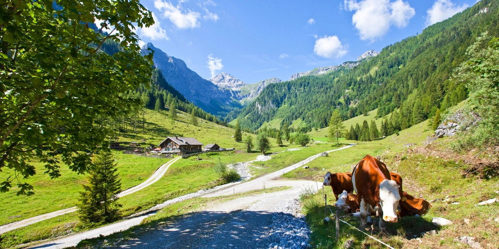 Alpenlandschaft mit Aussicht auf die Marbachalm umgeben von Kühen, Bäumen und Bergen bei blauem Himmel und Wolken.