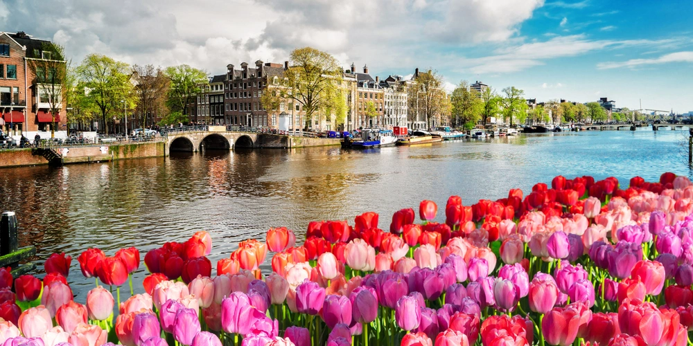 Bunte Tulpenblüten im Vordergrund, Fluss mit Brücken und Stadtansicht im Hintergrund.