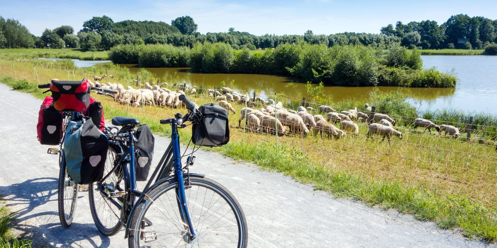 Fahrrad mit Gepäck und Schafe auf dem EmsRadweg beim Steinhorster Becken