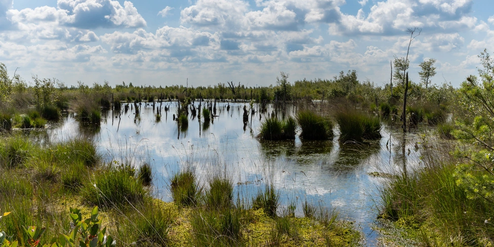 Moorlandschaft im Oldenburger Münsterland