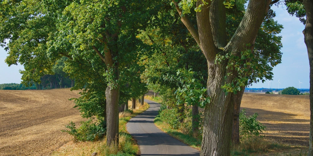 Oder-Neiße-Radweg bei Staffelde 