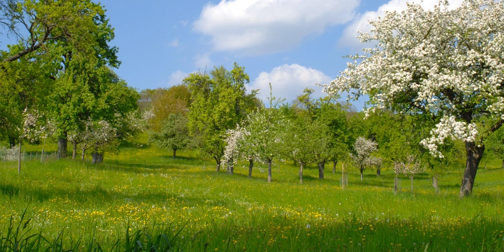 Wiese mit Streuobst