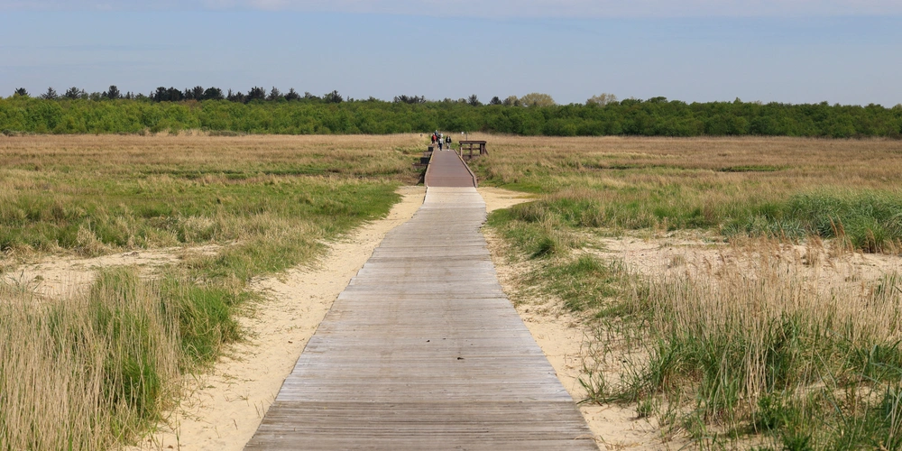 Holzsteg führt durch Salzwiesen auf der Insel Borkum 