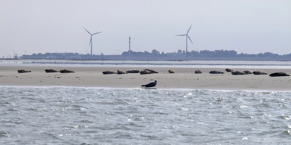 Seehunde liegen entspannt auf einem Sandbank bei Windkraftanlagen im Hintergrund.