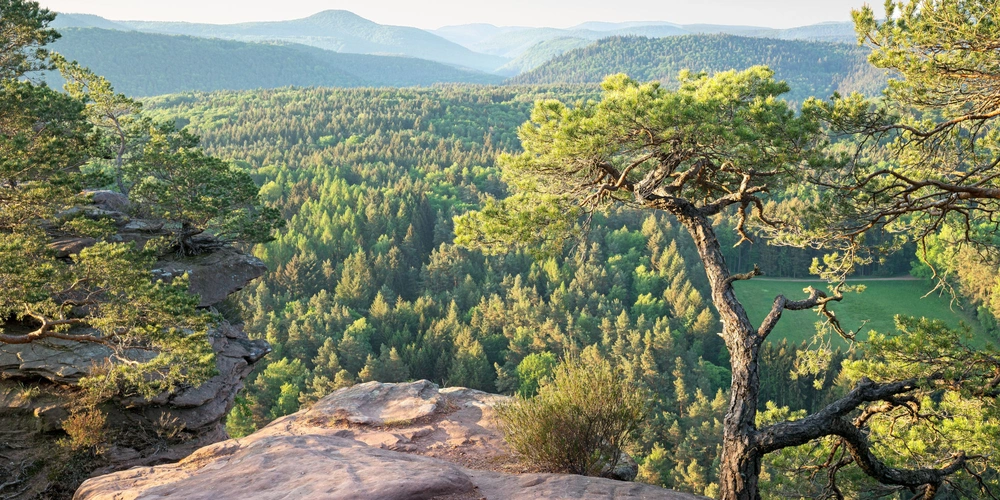 Pfälzerwaldpanorama im Morgenlicht 