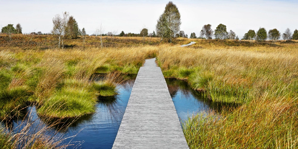 Holzsteg führt durch ein grünes Moorgebiet mit Wasser und hohen Gräsern.