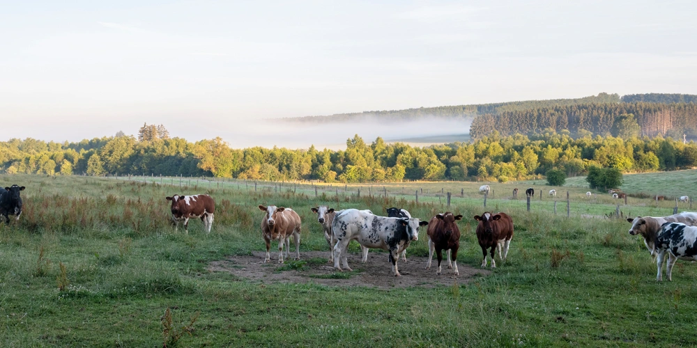 Bunte Kühe stehen auf einer grünen Wiese mit hügeliger Landschaft im Hintergrund.