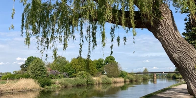 Entdecke den Allerradweg Ein Fluss mit Weidenbäumen und üppigem Grün unter blauem Himmel.