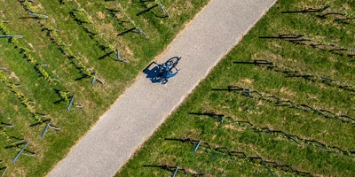 Badischer Weinradweg: Etappen & Tipps für die Tour Ein Radfahrer auf einem Weg durch Weinreben.