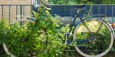 Fahrrad gefunden? - was du jetzt tun solltest Ein Fahrrad, teilweise mit grünen Pflanzen überwuchert, vor einem Zaun.
