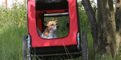 Erfahre alles zum Fahrradhundeanhänger-Test Ein Hund sitzt in einem roten Hundeanhänger, umgeben von Gras und Bäumen.