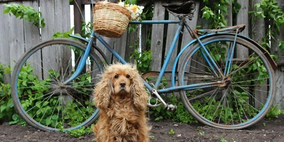 Wuscheliger Hund sitzt vor hellblauem Fahrrad vor Gartenzaun.