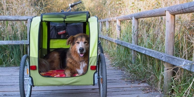 Hund liegt in einem grünen Fahrradanhänger und schaut raus. 