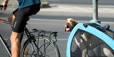 Ein Hund wird mit dem Fahrrad transportiert