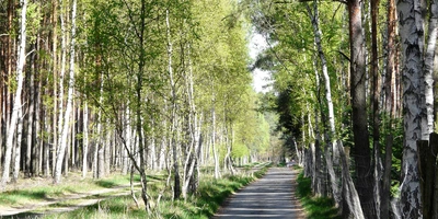 Entdecke den Berlin-Kopenhagen-Radweg Schmaler Weg, umgeben von grünen Bäumen und hellen Birken.