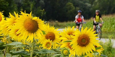 Im Vordergrund sind viele Sonnenblumen eines Sonnenblumenfeldes zu sehen. Hinter dem Feld führt ein Radweg entlag auf dem zwei Radfahrer zu sehen sind. Auf der anderen Seite des Radweges sind Bäume.